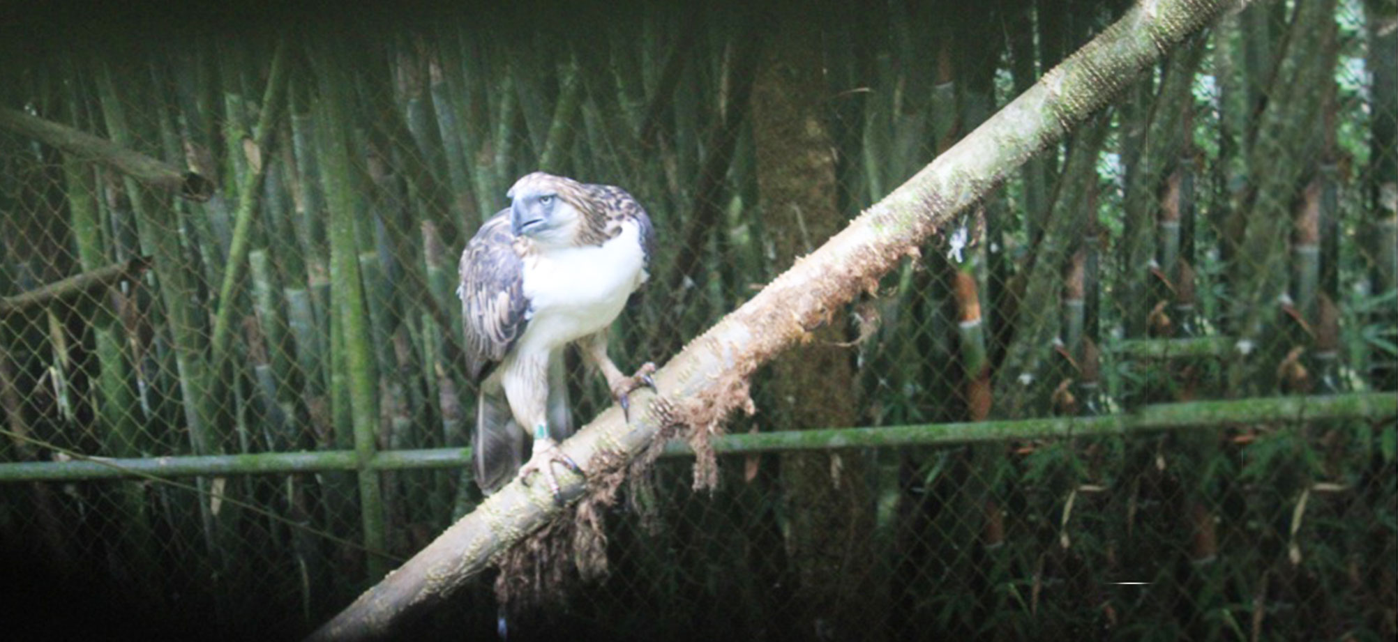 Philippine Eagle