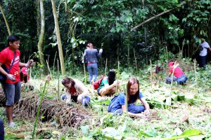 Phoenix Petroleum 8,000 plants trees in Davao